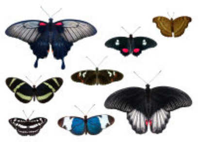 schmetterling019072.jpg