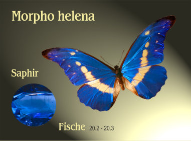 schmetterling020061.jpg