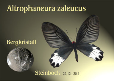schmetterling020062.jpg