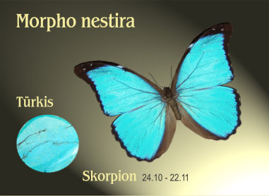 schmetterling020063.jpg