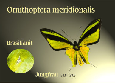 schmetterling020064.jpg