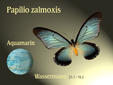 schmetterling020065.jpg