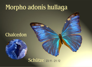schmetterling020066.jpg