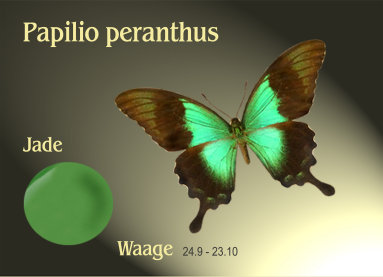schmetterling020067.jpg