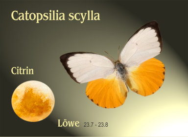 schmetterling020068.jpg