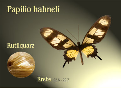 schmetterling020069.jpg