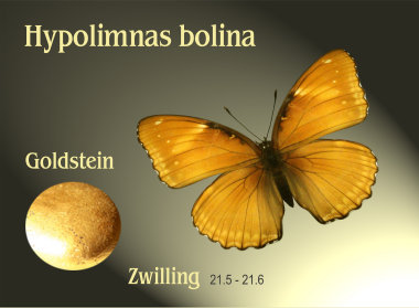 schmetterling020070.jpg