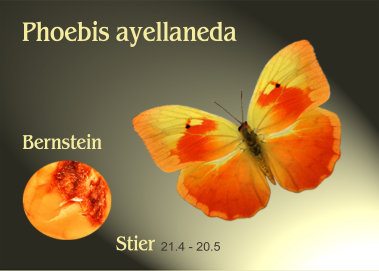 schmetterling020071.jpg