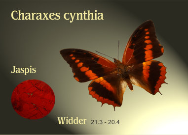schmetterling020072.jpg