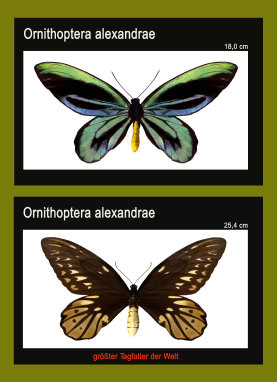 schmetterling021062.jpg