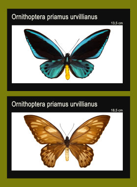 schmetterling021063.jpg