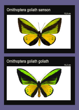schmetterling021068.jpg