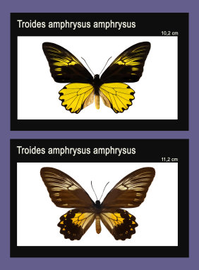 schmetterling021069.jpg
