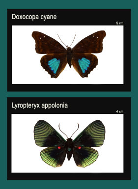 schmetterling021073.jpg
