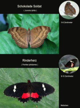 schmetterling021078.jpg