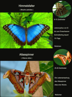schmetterling021079.jpg