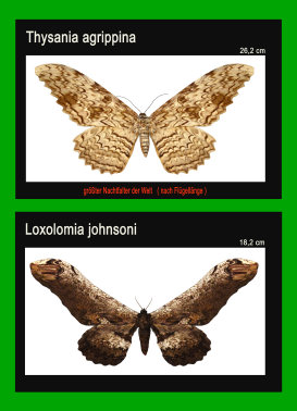 schmetterling022061.jpg