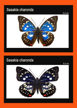 schmetterling022066.jpg