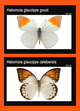 schmetterling022067.jpg