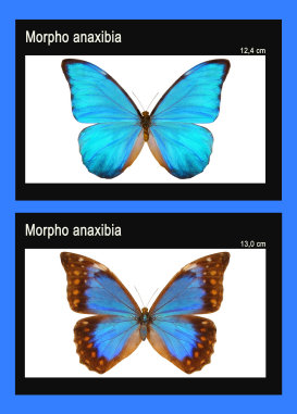 schmetterling022070.jpg