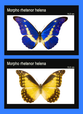 schmetterling022071.jpg