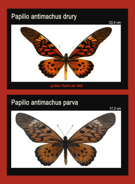schmetterling022075.jpg