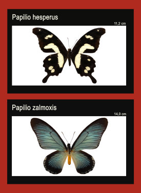 schmetterling022076.jpg