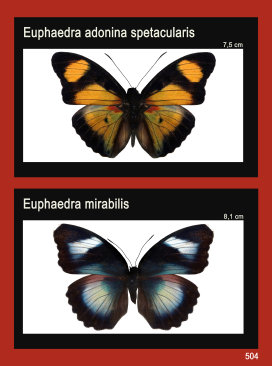schmetterling023062.jpg