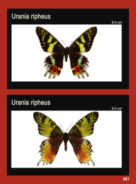 schmetterling023063.jpg