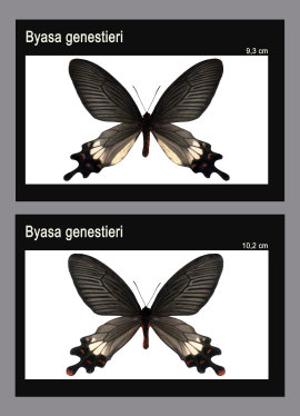 schmetterling023065.jpg