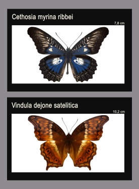 schmetterling023066.jpg