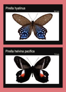 schmetterling023068.jpg