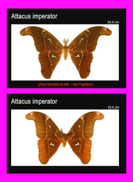 schmetterling023071.jpg
