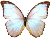 schmetterling0240100.jpg