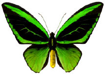 schmetterling0240101.jpg