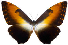 schmetterling0240102.jpg