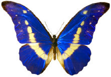 schmetterling0240103.jpg