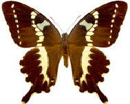 schmetterling0240104.jpg