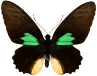 schmetterling0240105.jpg