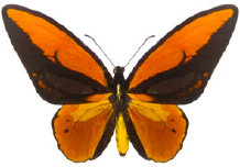 schmetterling0240106.jpg