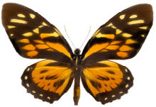 schmetterling0240107.jpg