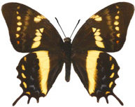 schmetterling0240108.jpg