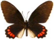 schmetterling0240109.jpg
