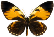 schmetterling0240110.jpg