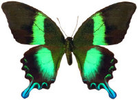 schmetterling0240111.jpg