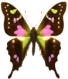 schmetterling0240112.jpg