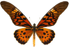 schmetterling0240113.jpg