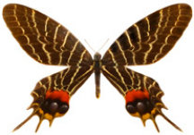 schmetterling0240114.jpg