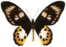 schmetterling0240115.jpg