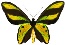 schmetterling0240116.jpg